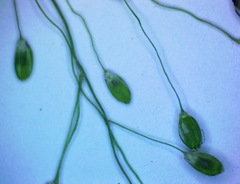 Dichanthelium dichotomum