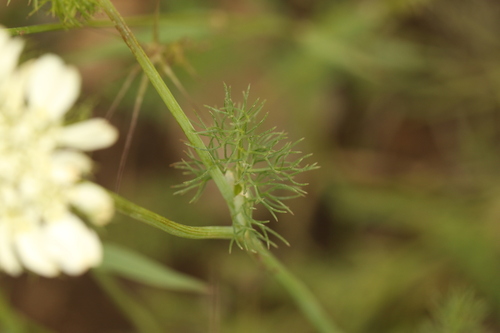 Artedia squamata, photograph 2