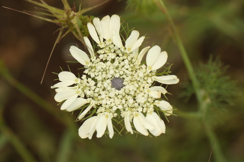Madonna flower (Artedia squamata)