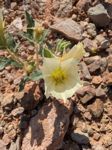 spiny-hair blazing star (Mentzelia tricuspis)