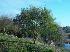 Ligustrum ovalifolium