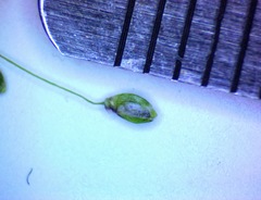 Dichanthelium dichotomum