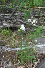 Achillea impatiens