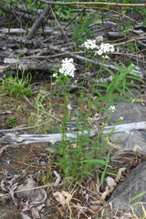 Achillea impatiens