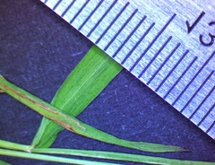 Dichanthelium dichotomum