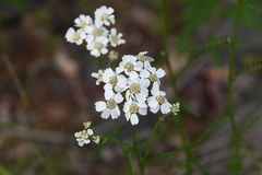 Achillea impatiens