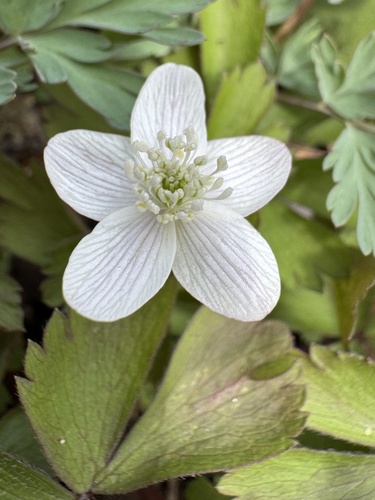 Anemonoides quinquefolia (Anemonoides quinquefolia)