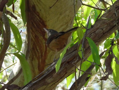 Little Shrikethrush (Colluricincla megarhyncha), photo 5