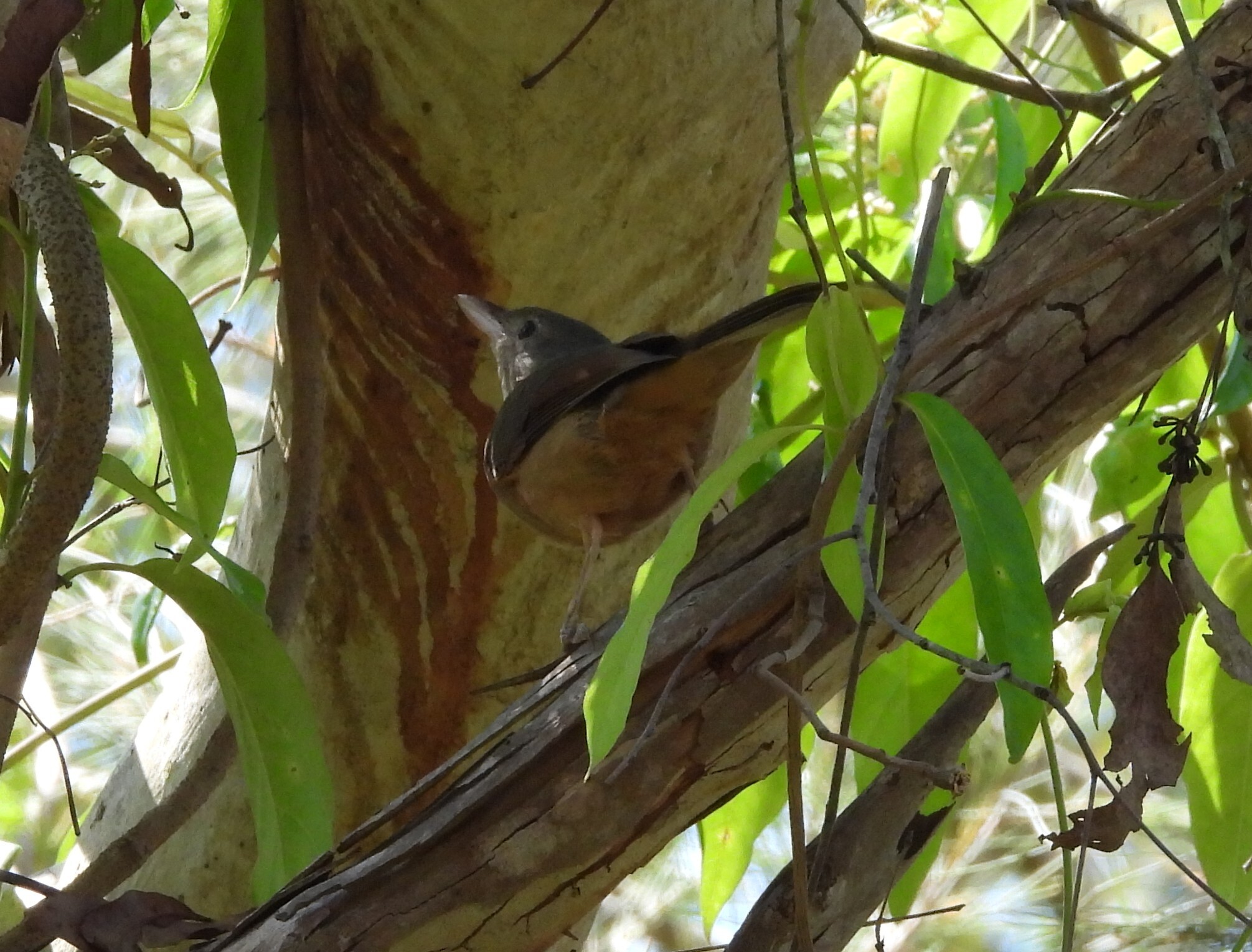 Little Shrikethrush (Colluricincla megarhyncha), photo 6