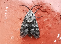 Prionoxystus robiniae