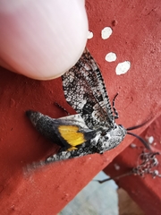 Prionoxystus robiniae