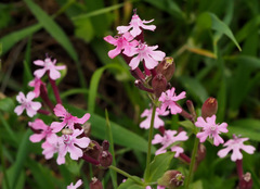 Silene aegyptiaca