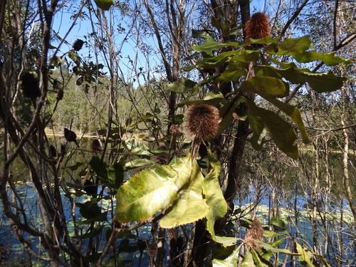 Swamp Banksia (Banksia robur)