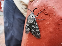 Prionoxystus robiniae