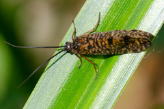 Hagenella clathrata