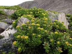 Rhodiola stephanii
