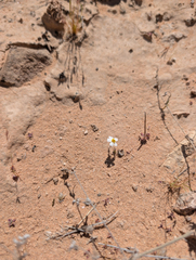 Eriophyllum lanosum, photograph (c) Dominic Gentilcore, some rights reserved (CC BY)