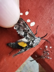 Prionoxystus robiniae