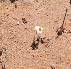 Eriophyllum lanosum, photograph (c) Dominic Gentilcore, some rights reserved (CC BY)