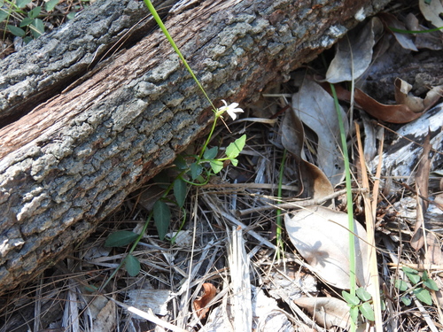 White Root (Lobelia purpurascens)