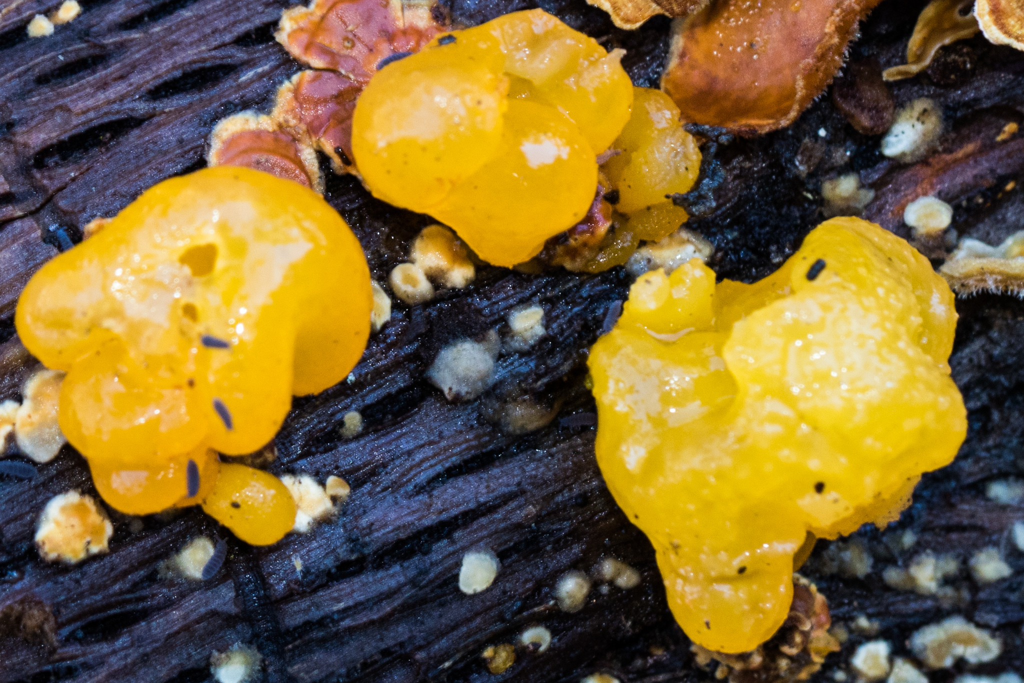 Tremella aurantia image