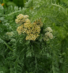 Achillea arabica