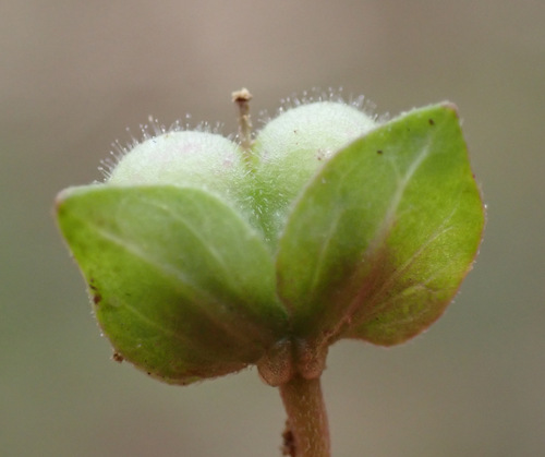 Gray Field Speedwell (Veronica polita)