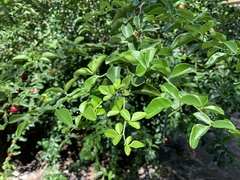 Angiospermae