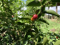 Angiospermae