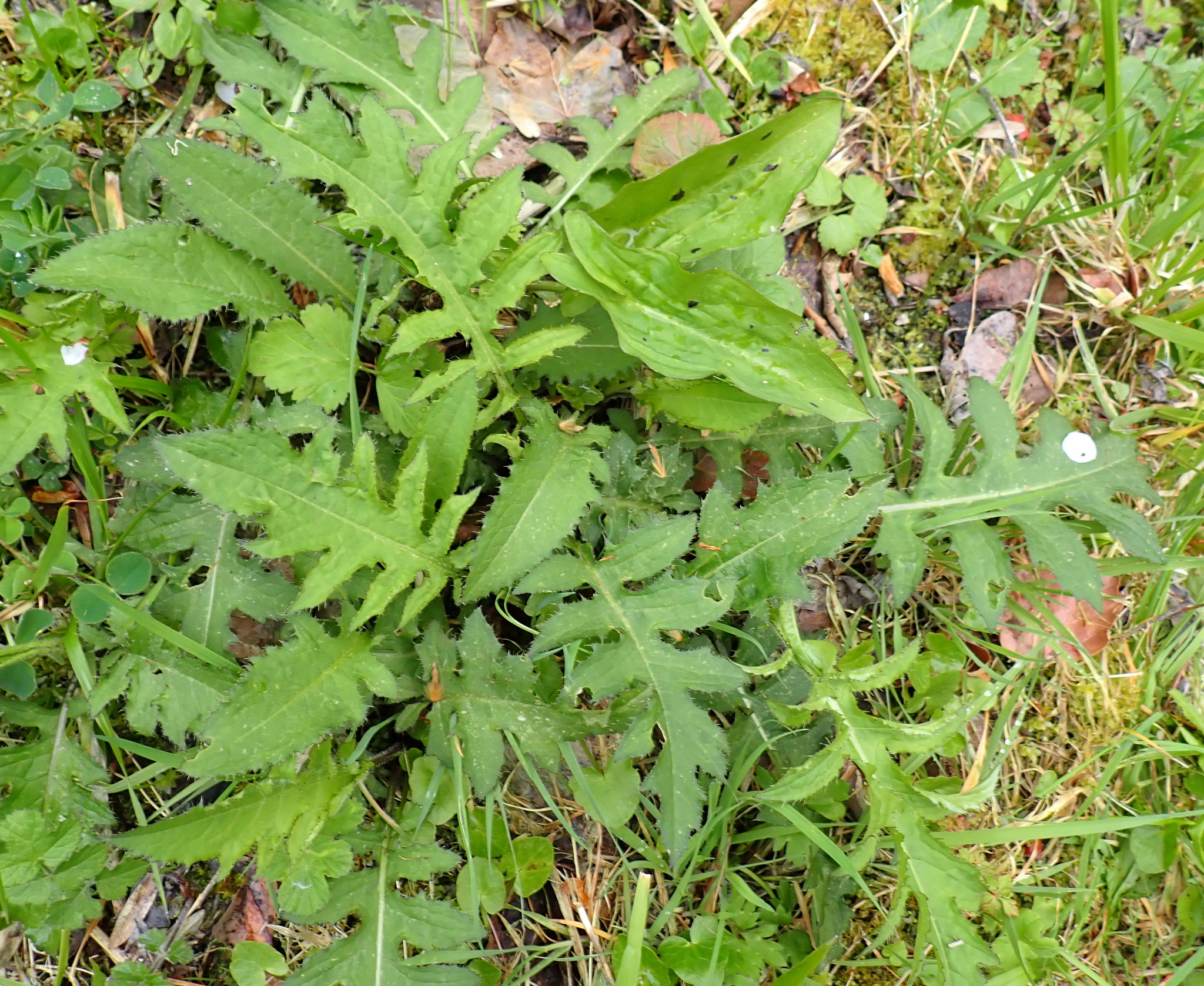 Cabbage Thistle (Cirsium oleraceum)