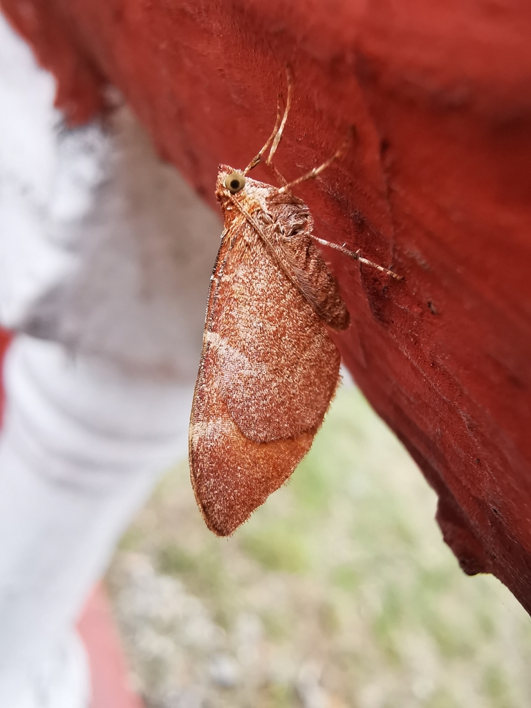 Stamnodes agapetica