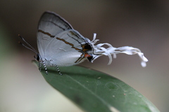 Hypolycaena