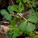 Fenugreek - Photo (c) Ron Frumkin, some rights reserved (CC BY-NC), uploaded by Ron Frumkin