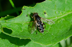 Anasimyia