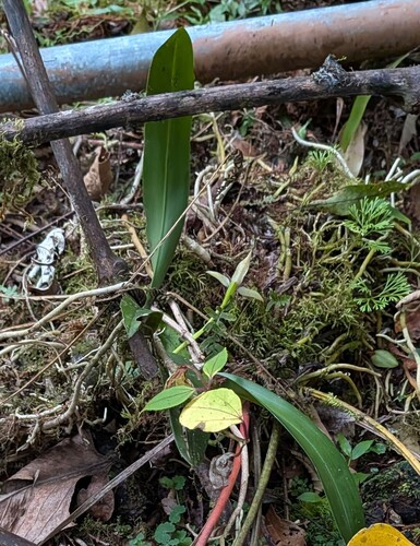 Maxillaria cucullata, photograph 3