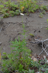 Achillea impatiens