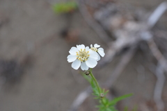 Achillea impatiens