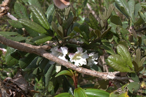 Hispaniolan Rosy Trumpet Tree (Tabebuia berteroi)