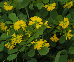 Trigonella caelesyriaca