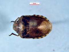 Eurygaster alternata