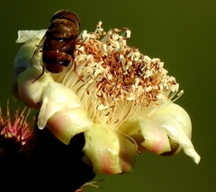 Copestylum macrocephalum