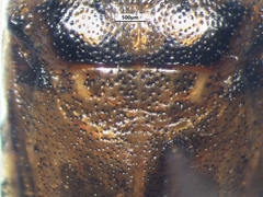 Eurygaster alternata