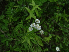 Achillea impatiens