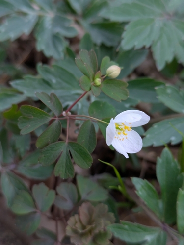 false rue anemone (Enemion biternatum)