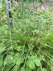 Carex cephalophora