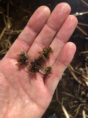 Limnephilus indivisus