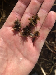 Limnephilus indivisus