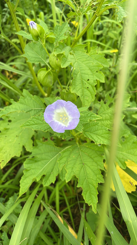 Nicandra physalodes observed 2026-04-09