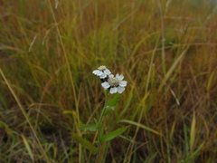 Achillea impatiens