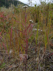 Achillea impatiens